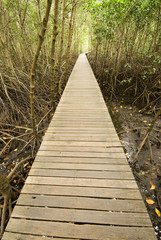 Bridge  into mangrove 1.