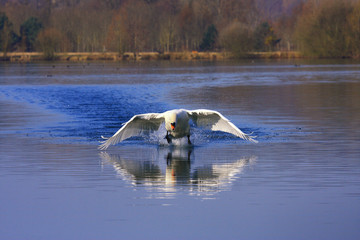arrivée, amerrissage d'un grand cygne blanc sur un étang