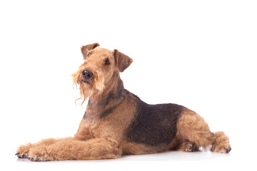 Airedale Terrier