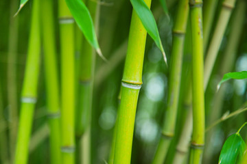 Obraz na płótnie Canvas A bamboo grove.