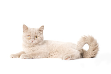 Cute young kitten lie on white looking sides © Joshhh