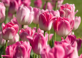 tulips
