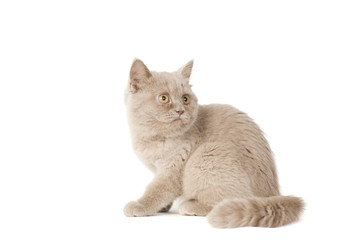 Cute young kitten play  and hunt on white