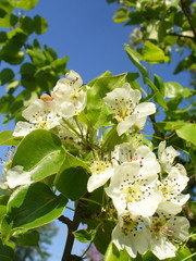 pear blossom in the village