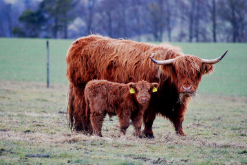 Scottish highlad cattle