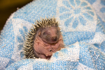 Baby Northern White-breasted Hedgehog (Erinaceus roumanicus © belizar