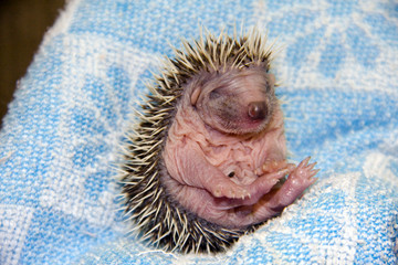 Baby Northern White-breasted Hedgehog (Erinaceus roumanicus © belizar