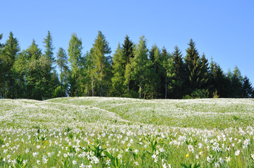 lawn with white narcissus flowers and trees in the mountains