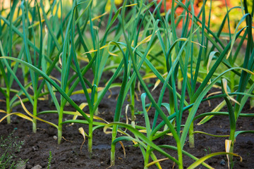 Green garlic leaves on garden-bed