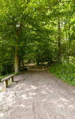 A path in a sun dappled forest