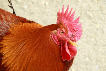 Il gallo - The rooster