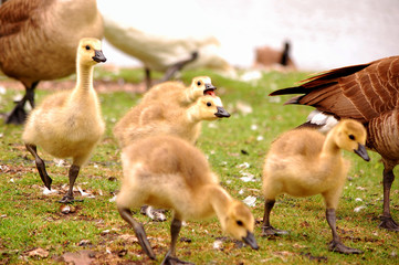 Goose Run