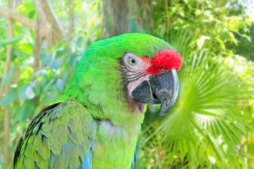 Ara Militaris Military Macaw Green parrot
