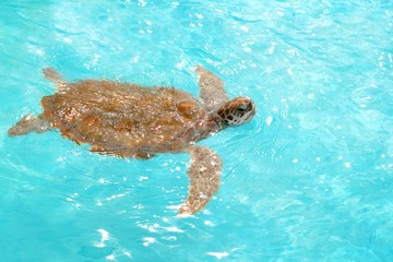 Fototapeta premium Green sea Turtle Chelonia mydas Caribbean