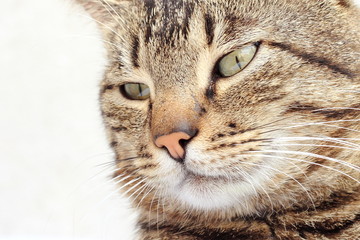 Feline portrait