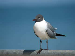 Seagull on Fence