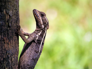 Close up of a common basilisk lizard, Basiliscus basiliscus, on a tree trunk, Costa Rica, Central America
