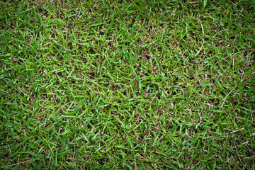 Manila grass background