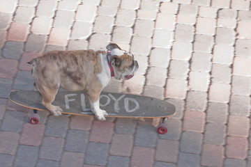 Floyd the dog on his skateboard