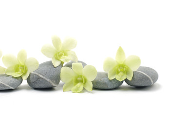 Beautiful orchid with stones