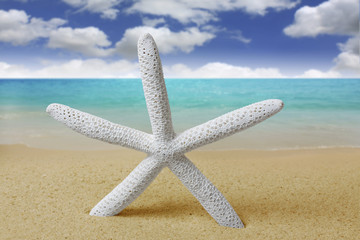 Fototapeta na wymiar Starfish on the Beach