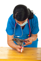 Veterinary vaccine chicken