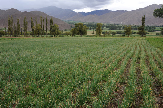 Piantaggione a Cachi nelle ande argentine