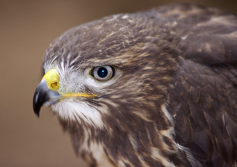 buzzard - detail of the head