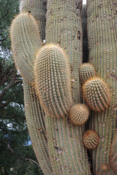 Cactus delle ande argentine