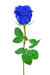 Photo sur Plexiglas Roses Blue rose