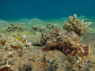 Fototapeta na wymiar Scorpionfish watching anemonefish