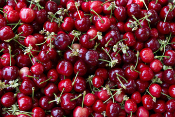 hand picked organic cherries