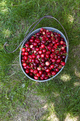 hand picked organic cherries