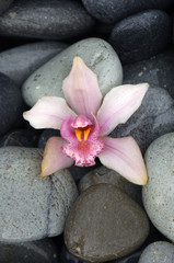 Fototapeta na wymiar Zen stones with pink orchid