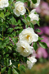Fototapeta premium Rosen 185