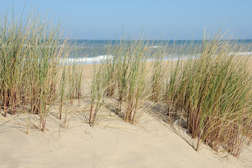 Fototapeta na wymiar dune et océan 2