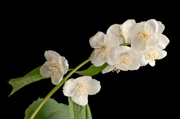 sprig of jasmine