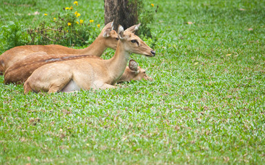 Beautiful deer on green grass