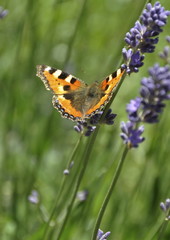 Papillon sur la lavande