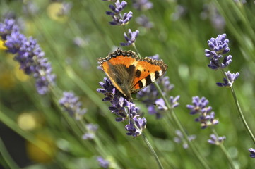 Papillon sur la lavande