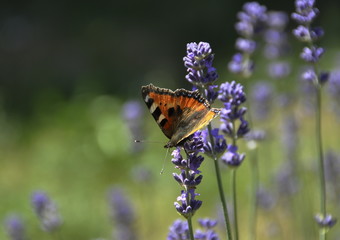 Papillon sur une fleur de lavande