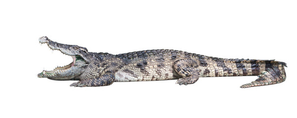 Gevaarlijke krokodil geïsoleerd op witte achtergrond