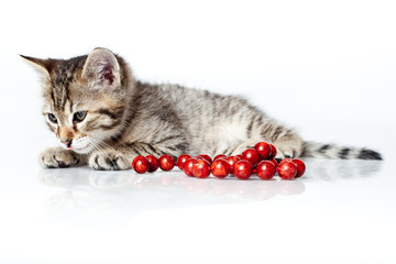 sleepy kitten with red beads