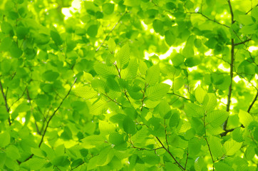 Fototapeta na wymiar spring green