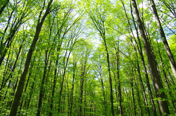 green forest