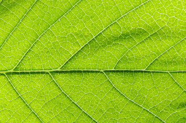 Fototapeta na wymiar structure of leaf