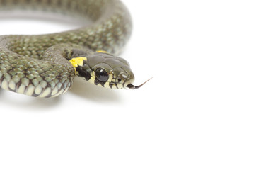 snake