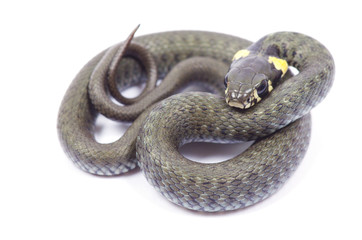Obraz premium snake