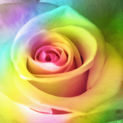 Obraz na płótnie Canvas Beautiful Rose Background