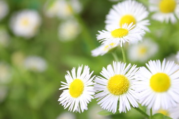 カモミールの花
